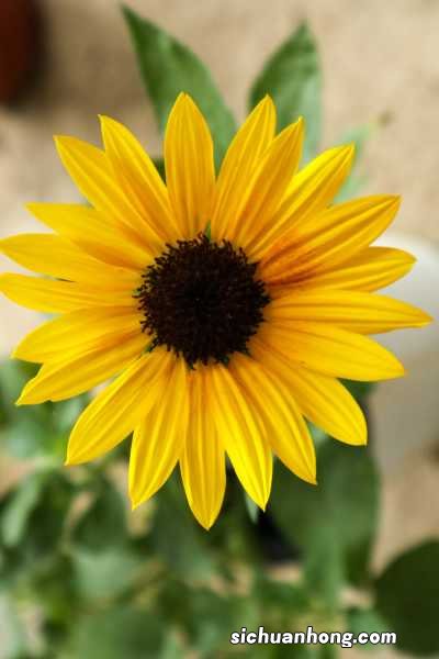 向日葵什么时候播种，向日葵叶子图片