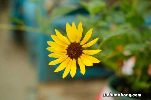 向日葵什么时候播种，向日葵叶子图片