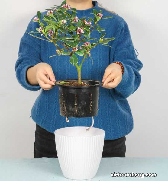 瑞香能放在卧室吗