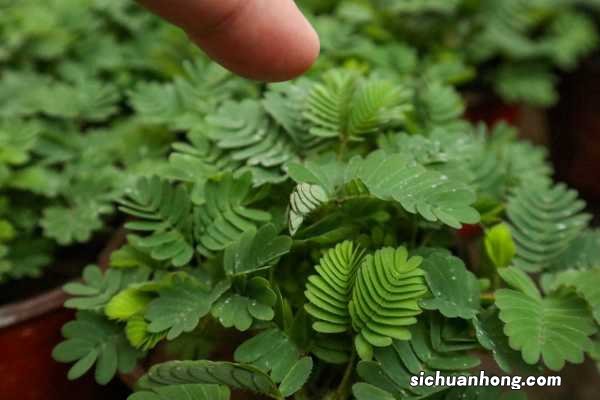 含羞草怎么种,含羞草的资料