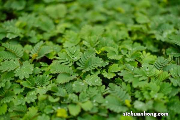 含羞草怎么种,含羞草的资料