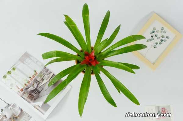 鸿运当头什么时候开花