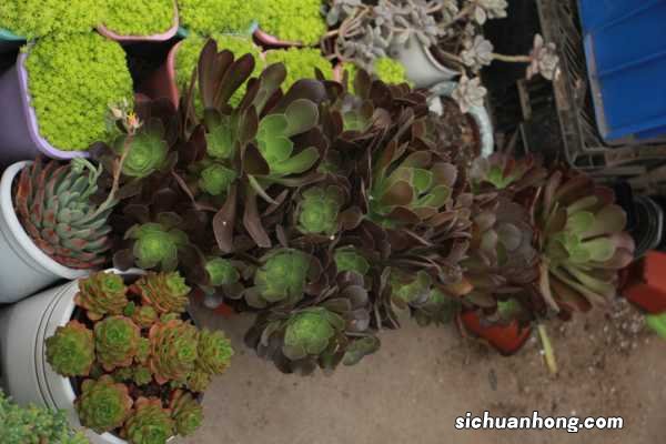 法师秋天多久浇一次水