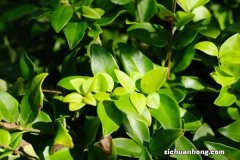 盆栽女贞养护方法