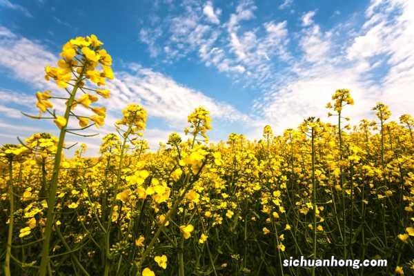 油菜花的功效与作用