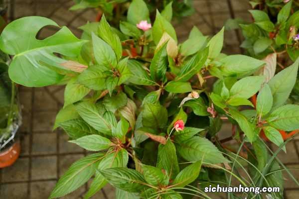 非洲重瓣凤仙花的养殖