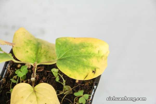 铁线莲小苗怎样养壮