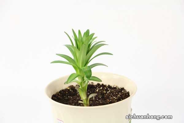 百合开完花后怎么修剪