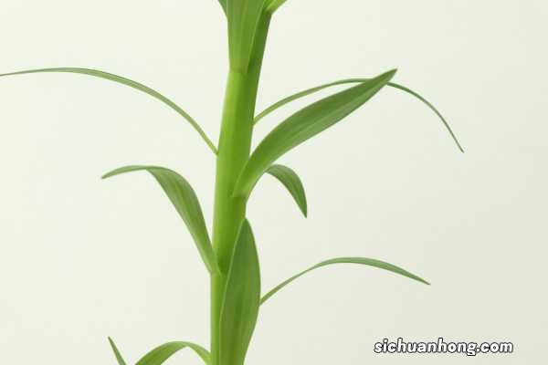 百合开完花后怎么修剪