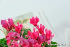 仙客来的花语及含义