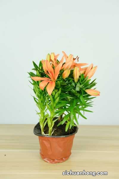 百合花怎么种植与管理