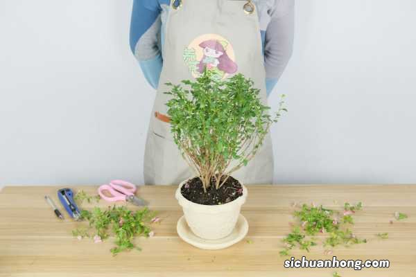 小木槿扦插方法和注意事项