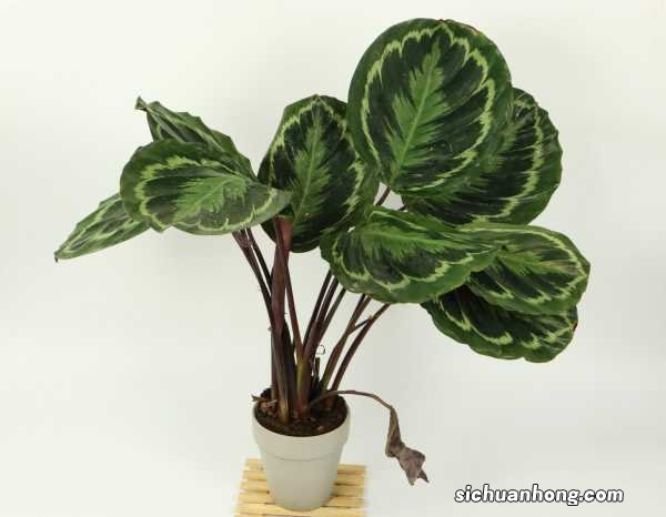 叶蝉竹芋怎么养