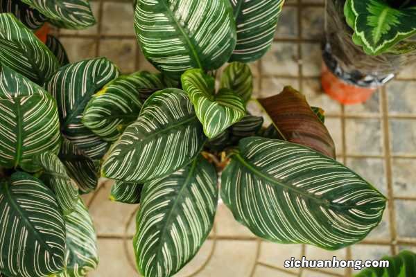 双线竹芋有毒吗