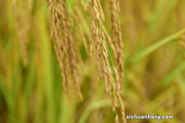 五谷是什么,稻黍稷麦豆分别指什么