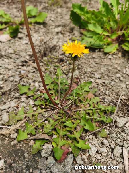 蒲公英怎么吃，蒲公英的吃法禁忌