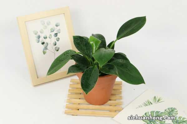 金钻的风水作用