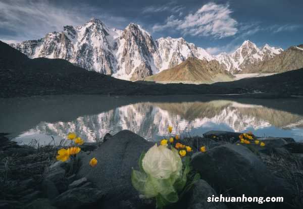 雪莲浇水多少合适