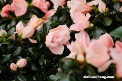 家庭养法 杜鹃花怎么养