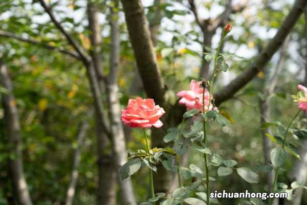 月季花夏天多少天浇次水