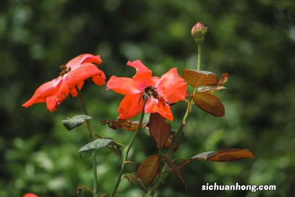 月季花夏天多少天浇次水
