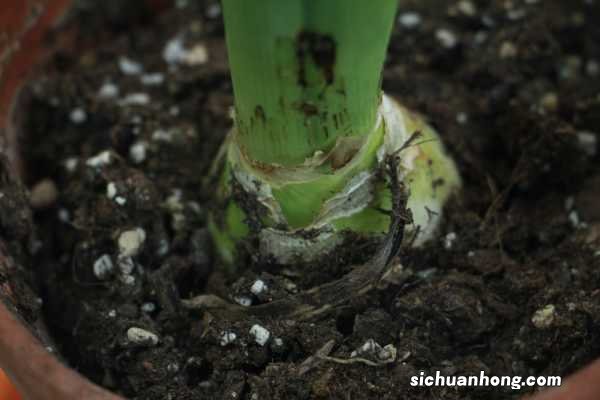 风信子花能养多久
