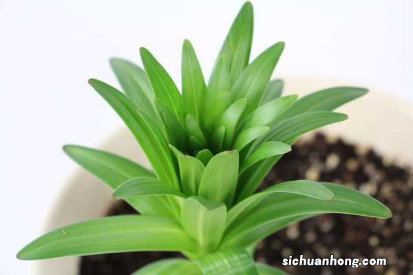 百合花花期过后怎么办