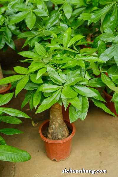 水栽发财树放多少水