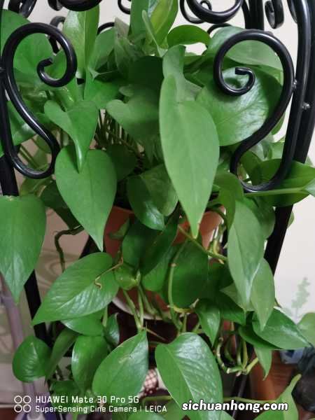 扦插的绿萝温度多少适合