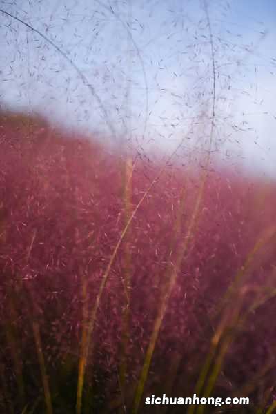 粉黛乱子草播种时间