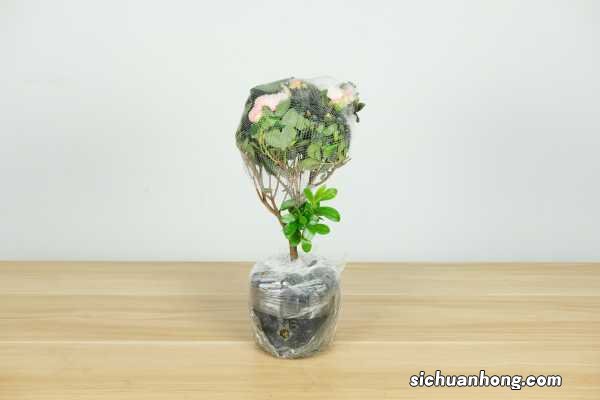 杜鹃花几月份可以换盆