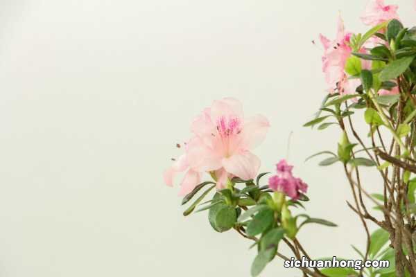 杜鹃花一盆浇多少水