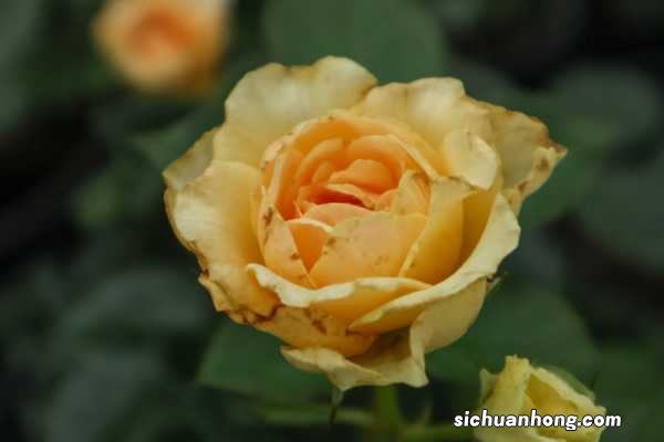 冬天月季花的养殖方法