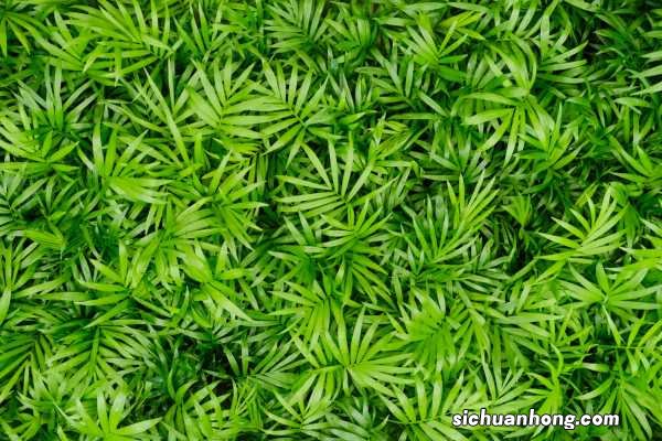 袖珍椰子浇多少水