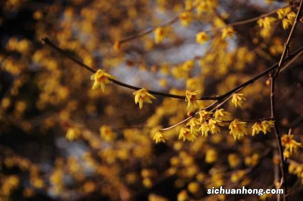 冬季蜡梅的扦插繁殖技术