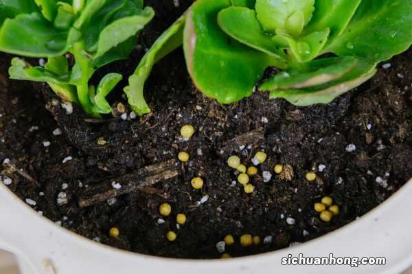 长寿花浇多少水