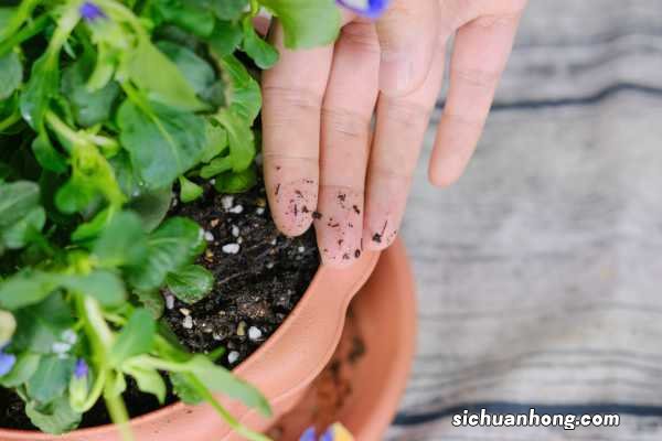 角堇可以养几年