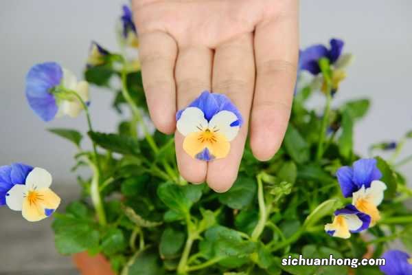 角堇可以养几年