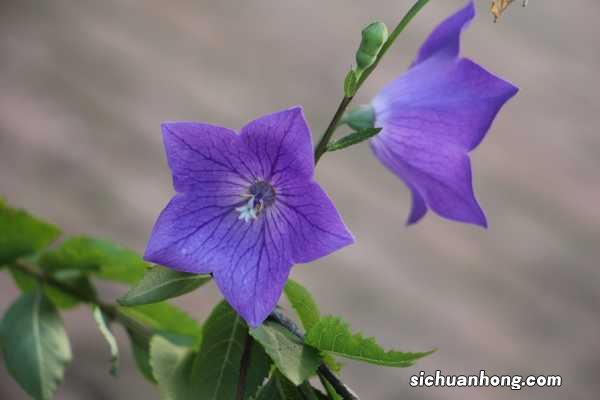 粉色桔梗花语，不同颜色的花语