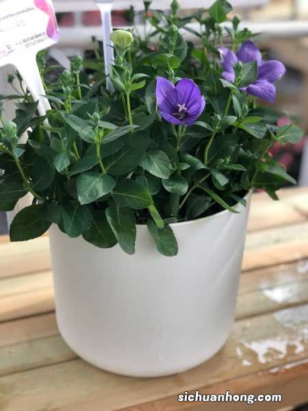 粉色桔梗花语，不同颜色的花语