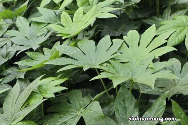 八角金盘养殖方法