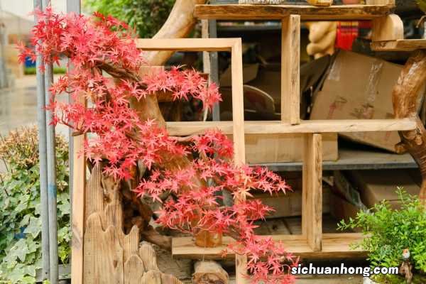 红枫树种植方法