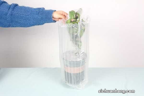 茶花花苞多久才开花