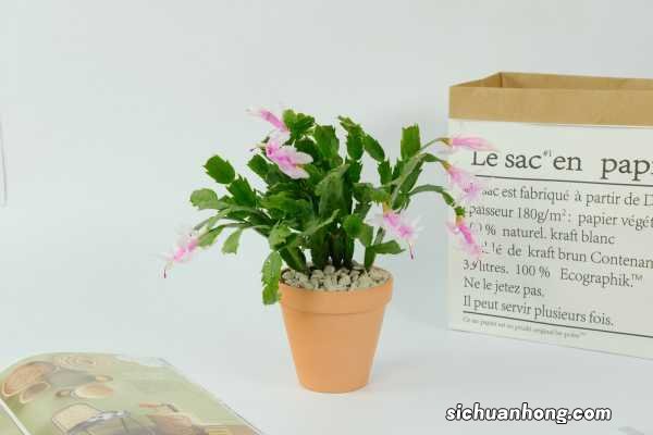 蟹爪兰冬天怎么浇水