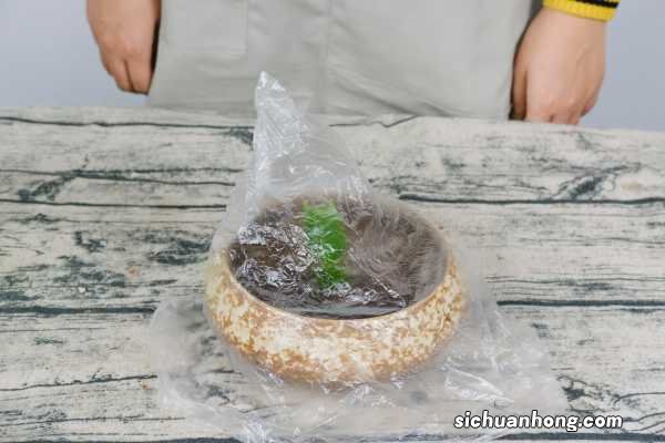 蟹爪兰花骨朵脱落原因是什么