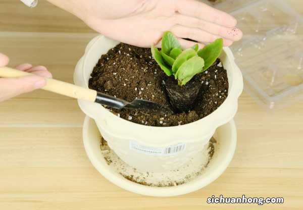 长寿花黑斑病如何治疗