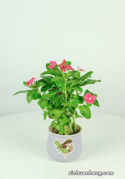 长春花种子什么时候种