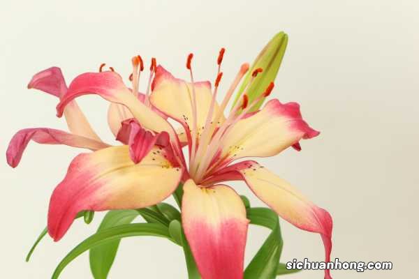 百合花珠芽怎么处理