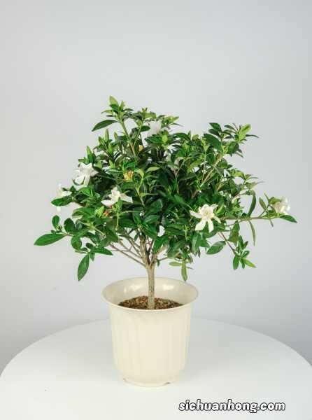 栀子花冬天叶子蔫了