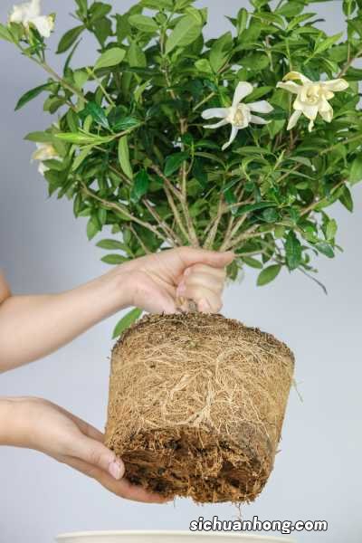 栀子花剪秃了能活吗